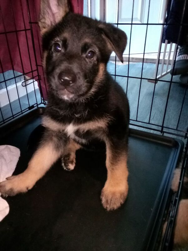 German shepherd x Akita f1b puppies - Image 11 of 15
