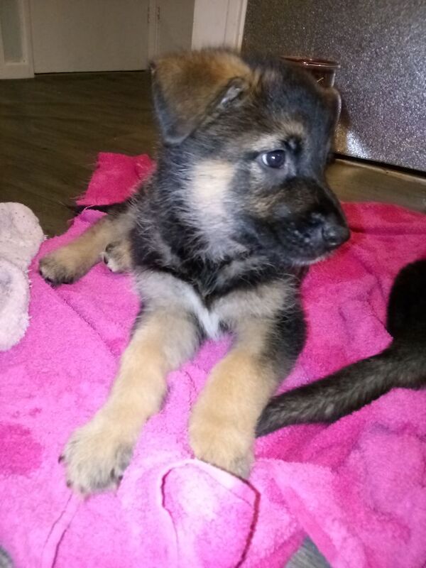 German shepherd x Akita f1b puppies - Image 12 of 15