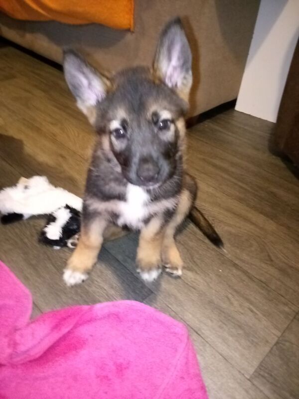 German shepherd x Akita f1b puppies - Image 13 of 15