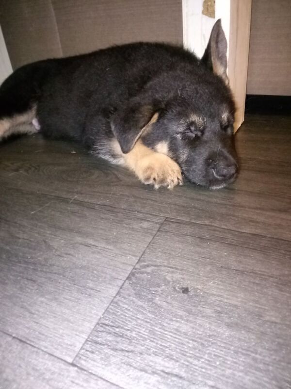 German shepherd x Akita f1b puppies - Image 14 of 15