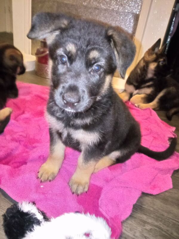German shepherd x Akita f1b puppies - Image 15 of 15