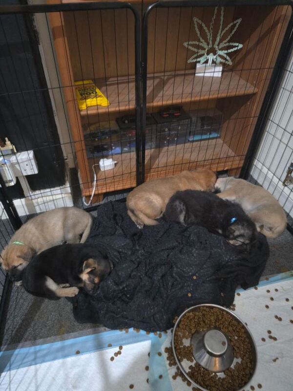 German Shepherd Puppies For Sale