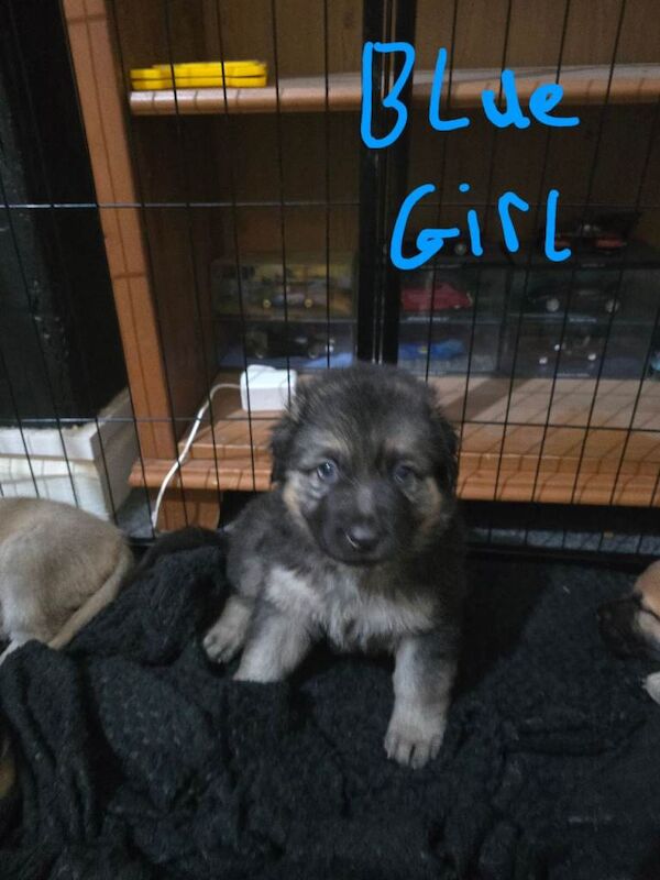 German Shepherd x American Bulldog - Image 2 of 6