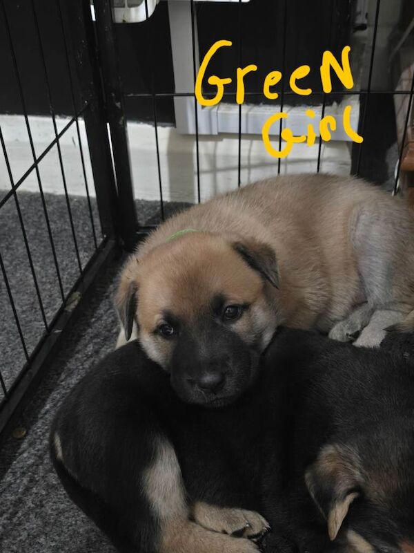 German Shepherd x American Bulldog - Image 3 of 6