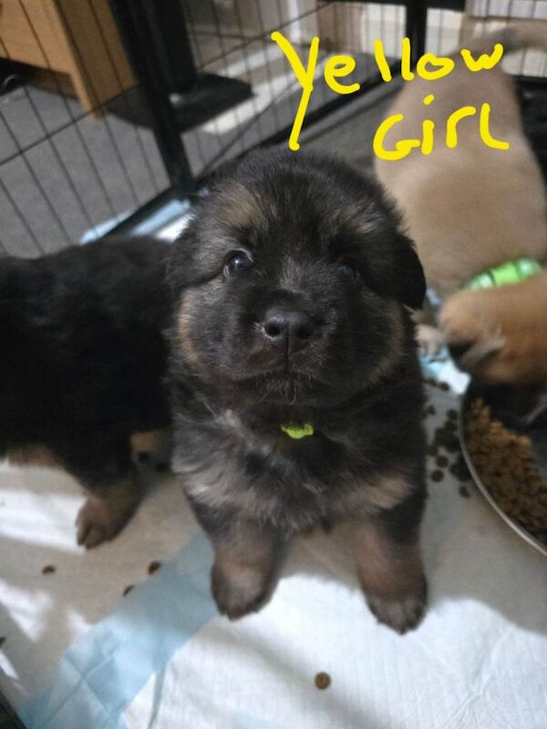 German Shepherd x American Bulldog - Image 4 of 6