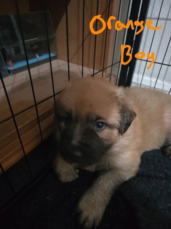 German Shepherd x American Bulldog - Image 5 of 6