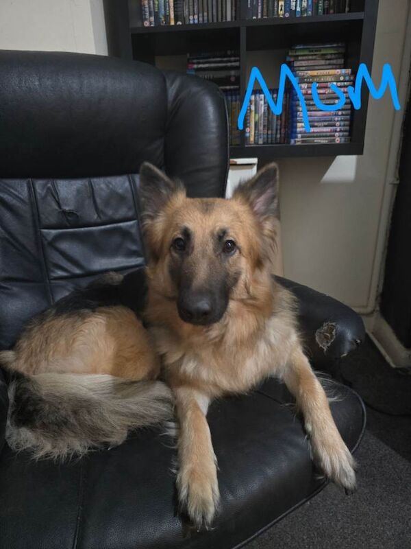 German Shepherd x American Bulldog - Image 6 of 6