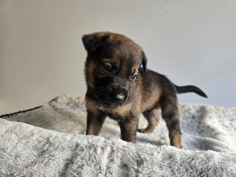 German Shepherd puppies for sale in Birchgrove, Mid Glamorgan – 5 weeks old