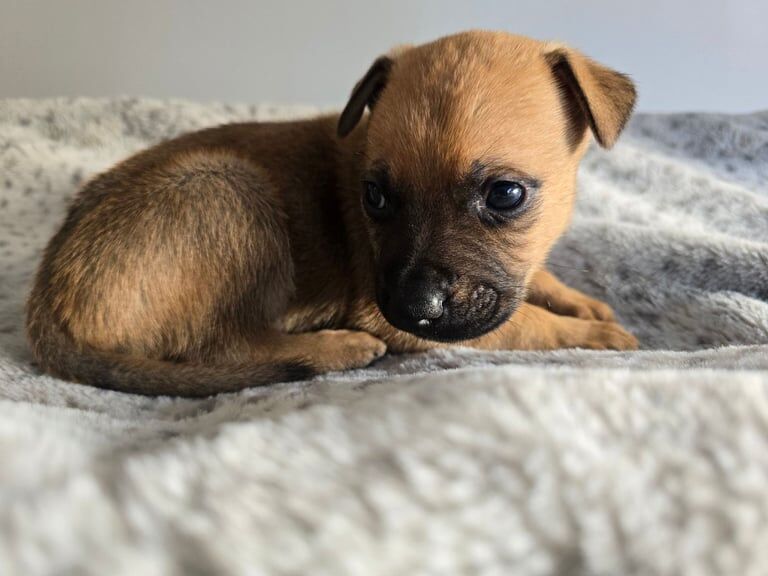 German Shepherd puppies for sale in Birchgrove, Mid Glamorgan – 5 weeks old - Image 2 of 3