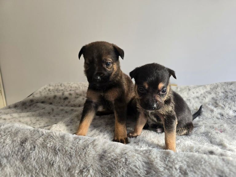 German Shepherd puppies for sale in Birchgrove, Mid Glamorgan – 5 weeks old - Image 3 of 3
