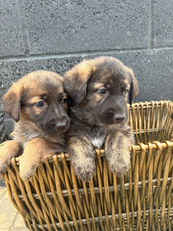 German Shepherd Puppies For Sale Under £1,000
