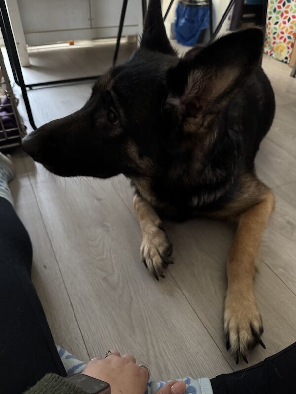 German Shepherd x Belgian Malamois - Image 2 of 3