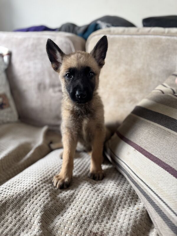 German Shepherd x Belgian Malamois - Image 3 of 3