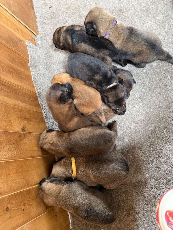 German Shepherd x Belgian Malinois Puppies