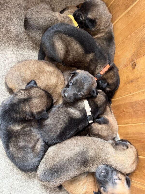 German Shepherd x Belgian Malinois Puppies - Image 2 of 3