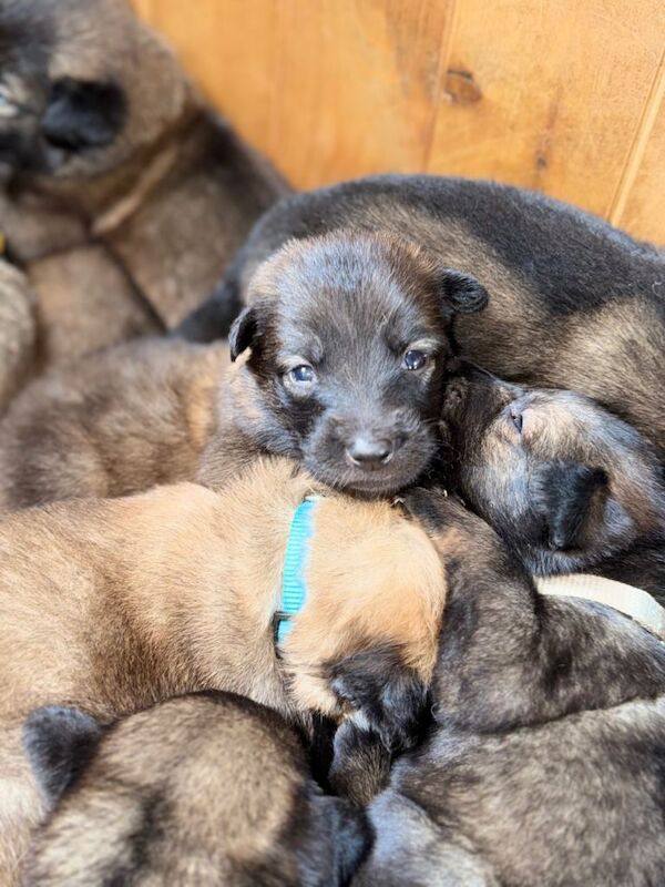German Shepherd x Belgian Malinois Puppies - Image 3 of 3