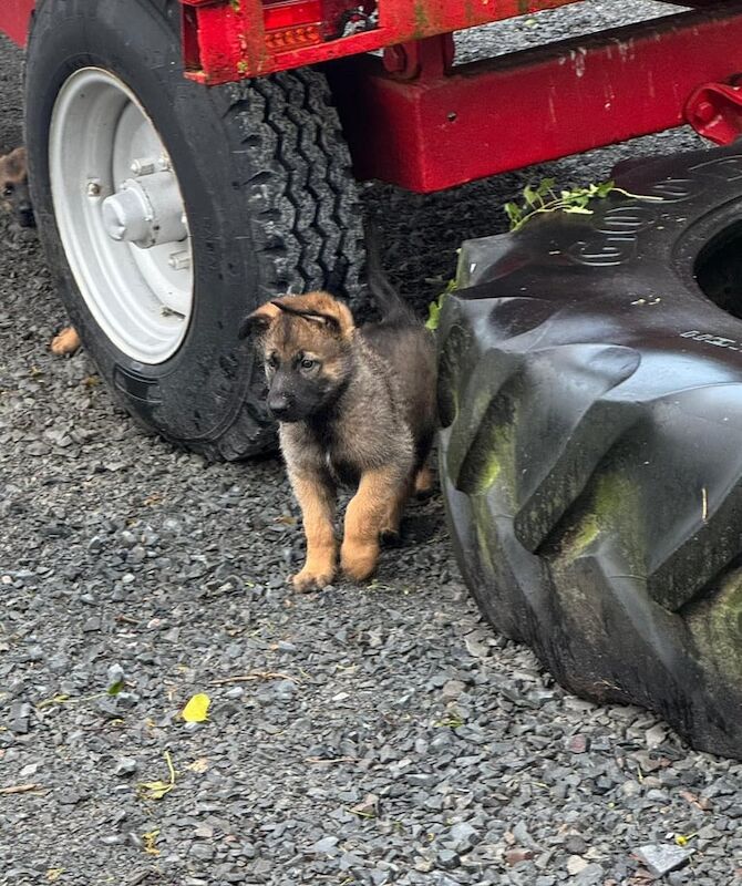 German shepherd x Belgium Malinois pups for sale in Banbridge, County Down