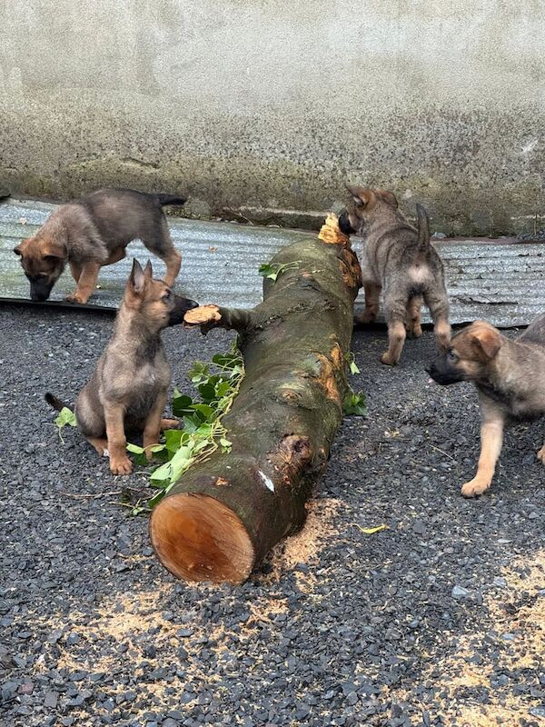 German shepherd x Belgium Malinois pups for sale in Banbridge, County Down | Image 2