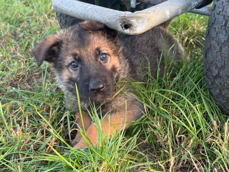 German shepherd x Belgium Malinois pups for sale in Banbridge, County Down - Image 3