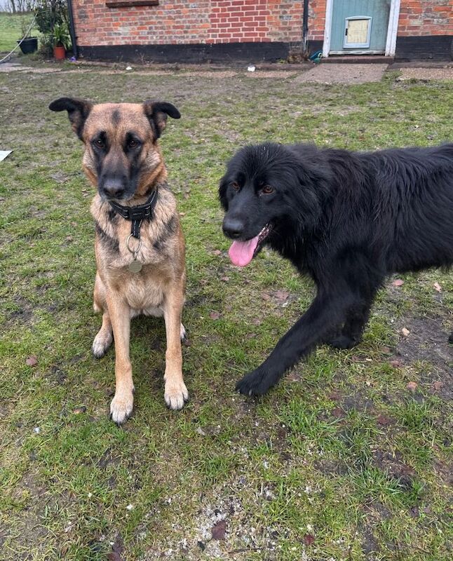 German Shepherd puppies for sale in Hermitage, Berkshire – 2 years old