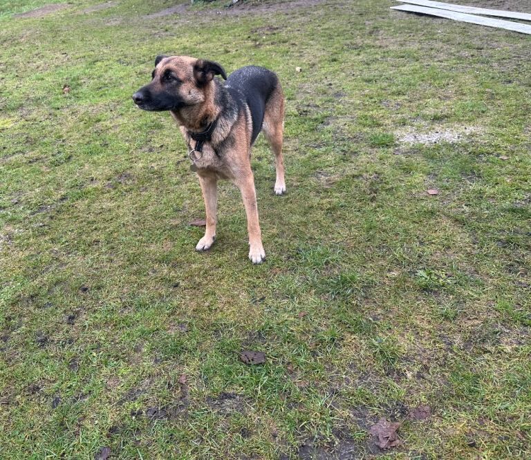 German shepherd x breeding bitch for puppy - Image 2 of 5