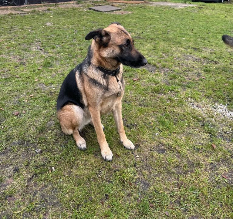 German shepherd x breeding bitch for puppy - Image 3 of 5