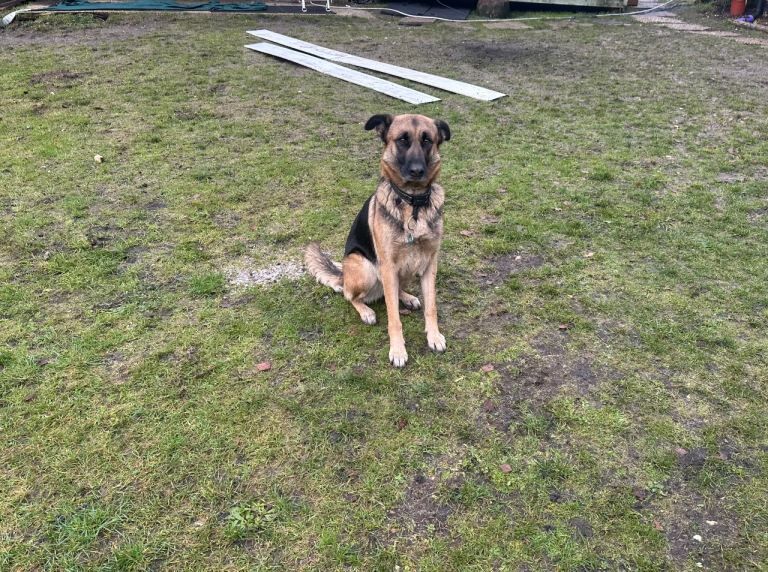German shepherd x breeding bitch for puppy - Image 4 of 5