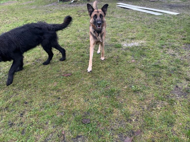 German shepherd x breeding bitch for puppy - Image 5 of 5