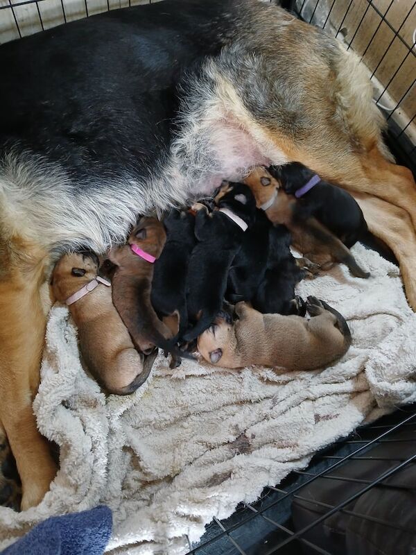German Shepherd puppies for sale in Little Hulton, Greater Manchester – 6 weeks old