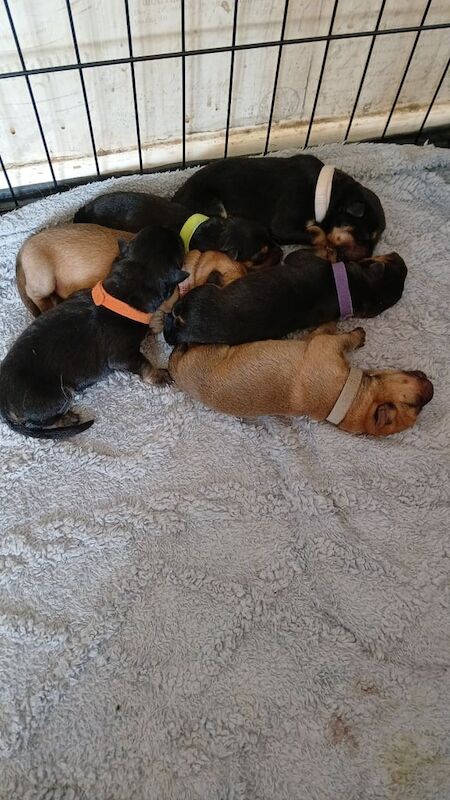 German Shepherd puppies for sale in Little Hulton, Greater Manchester – 6 weeks old - Image 2 of 3