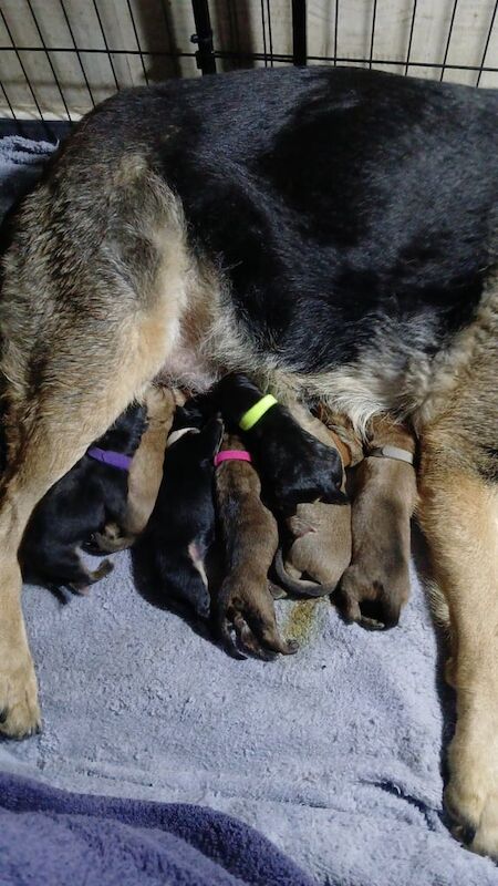 German Shepherd puppies for sale in Little Hulton, Greater Manchester – 6 weeks old - Image 3 of 3