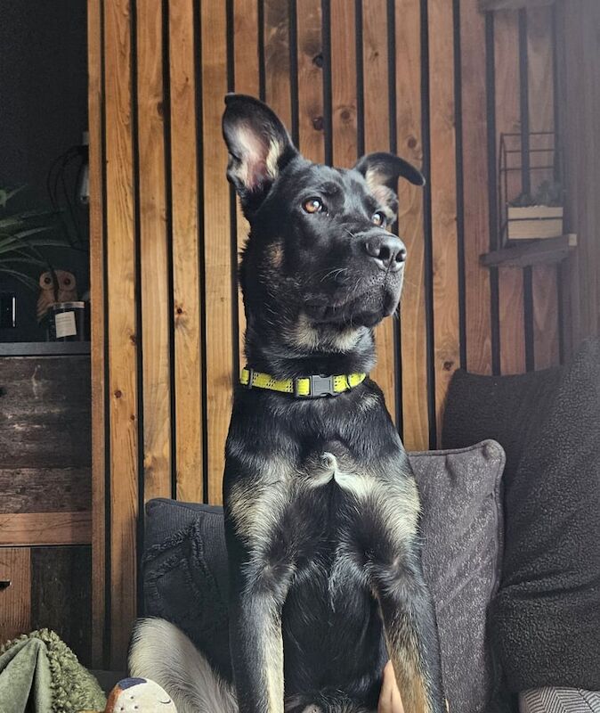 German Shepherd Puppies For Sale Under £1,000