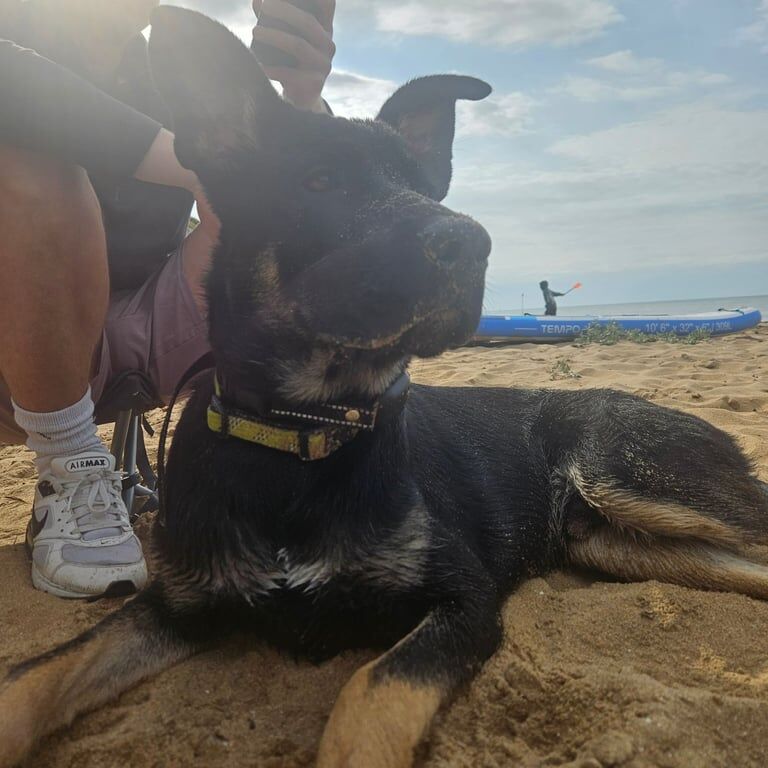 German shepherd x cane corso - Image 2 of 3