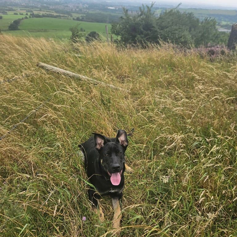 German shepherd x cane corso - Image 3 of 3