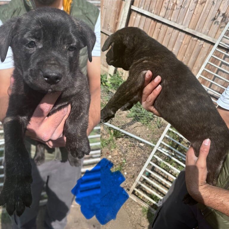 German Shepherd x Cane Corso puppies for sale in Redbridge, Greater London