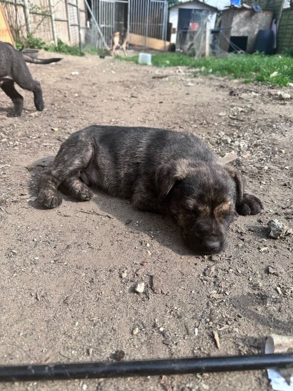 German Shepherd x Cane Corso puppies for sale in Redbridge, Greater London - Image 3