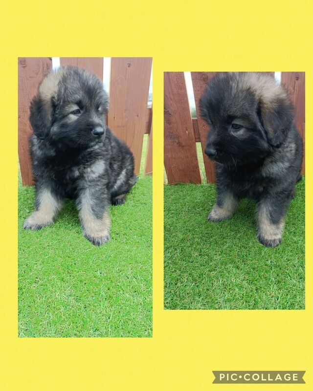 German Shepherd puppies for sale in Ballymena, County Antrim – 3 months old