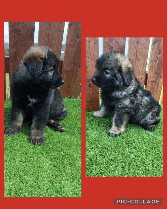 German Shepherd puppies for sale in Ballymena, County Antrim – 3 months old - Image 2 of 3