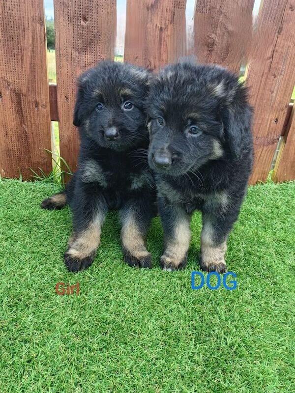 German Shepherd puppies for sale in Ballymena, County Antrim – 3 months old - Image 3 of 3