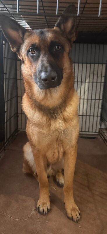 German Shepherd puppies for sale in Grimsby, Lincolnshire – 10 months old - Image 2 of 3