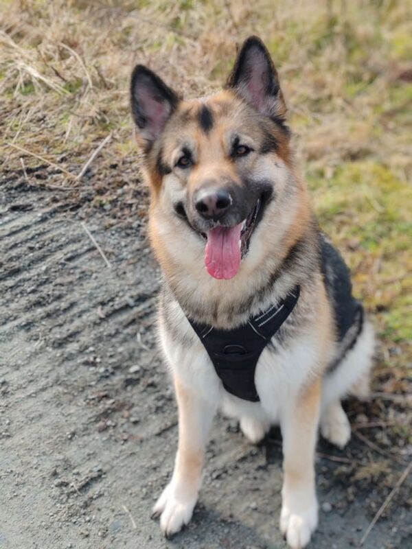 German shepherd x husky 2 Yr old bitch for sale in Stirling, Stirling and Falkirk