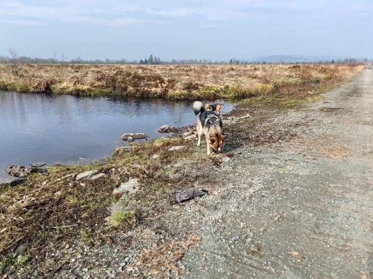 German shepherd x husky 2 Yr old bitch for sale in Stirling, Stirling and Falkirk | Image 2