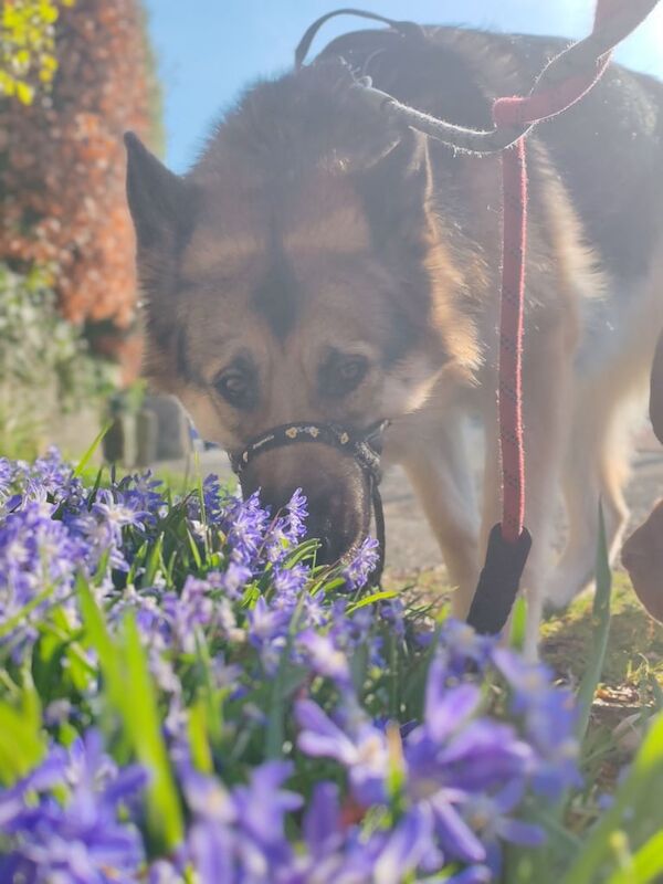 German shepherd x husky 2 Yr old bitch for sale in Stirling, Stirling and Falkirk | Image 3