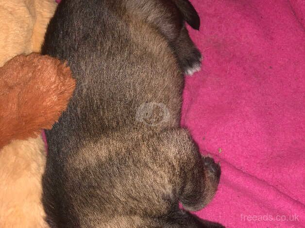 German Shepherds for sale in Skegness, Lincolnshire