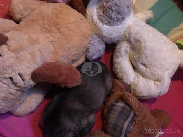 German Shepherd Puppies for sale in Lincolnshire