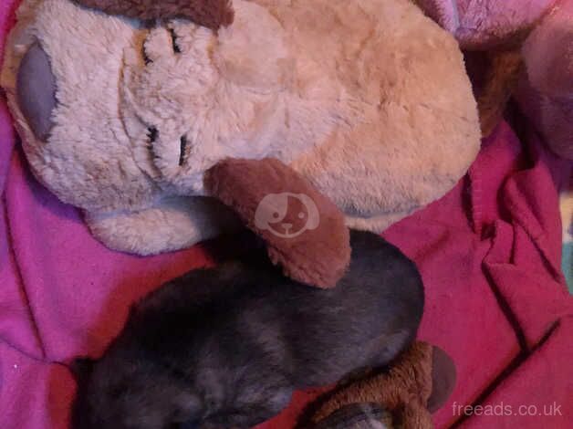 German Shepherd Puppies for sale