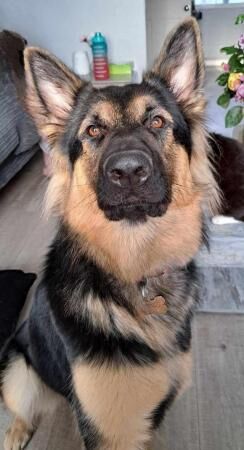 German Shepherd puppies for sale in Abbas Combe, Somerset – 1 year old - Image 2 of 5