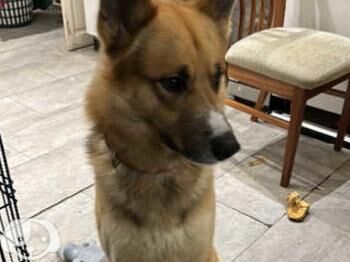 German Shepherd puppies for sale in Abbas Combe, Somerset – 1 year old - Image 3 of 5