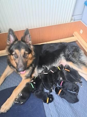 German Shepherd puppies for sale in Abbas Combe, Somerset – 1 year old - Image 4 of 5
