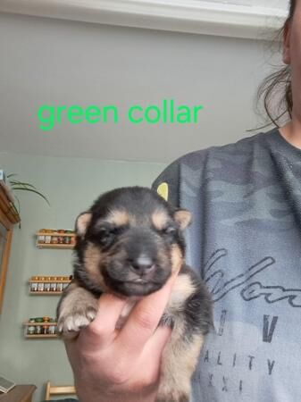 German Shepherd puppies for sale in Abbas Combe, Somerset – 1 year old - Image 5 of 5